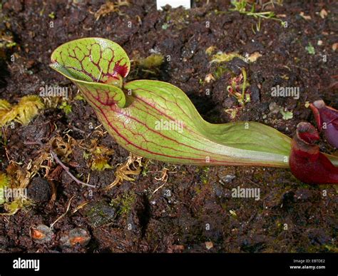 northern pitcher plant (Sarracenia purpurea), leaf Stock Photo - Alamy
