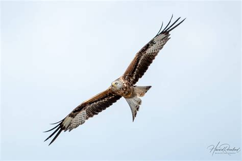 Image result for South African Python