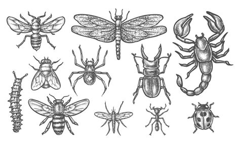 Image result for Insect Drawing
