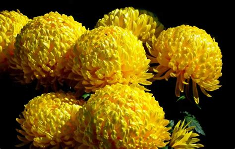 Download wallpaper drops, macro, flowers, bouquet, yellow, caps, black ...