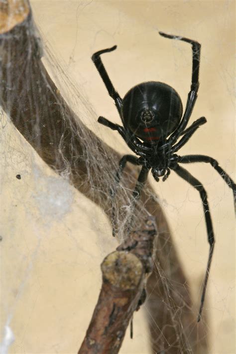 Latrodectus hesperus - это... Что такое Latrodectus hesperus?