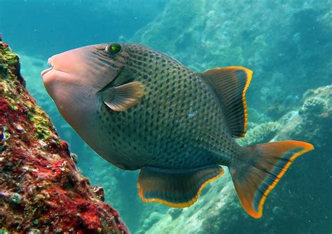 Image result for Catching Triggerfish