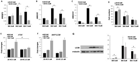 EHMT2 Inhibition Induces Cell Death in Human Non-Small Cell Lung Cancer ...