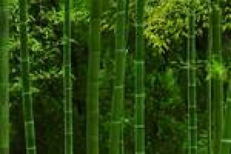 竹子的寿命一般多长 - 业百科