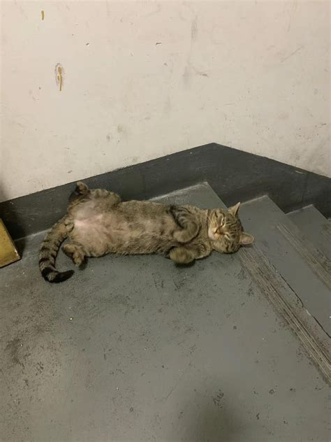 A strange cat appeared at my door side today and laid on his back. What ...