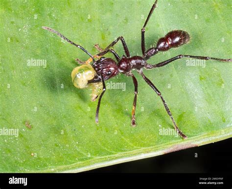 Bullet Ant (Paraponera clavata) carrying a prey item, a caterpillar, in the rainforest, Orellana ...