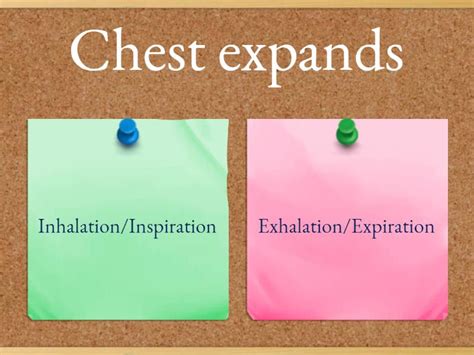 Image result for Respiratory System Breathing Process