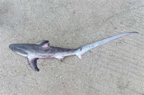 U Neumu ‘ulovljen’ morski pas – Hercegovina.in