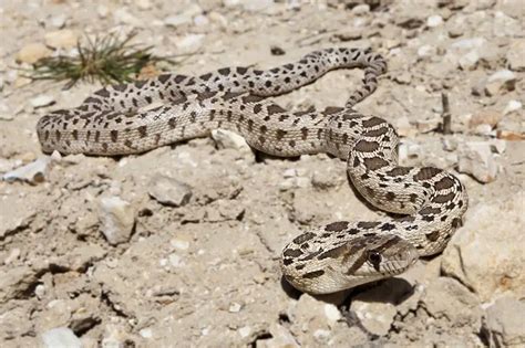 Image result for Gopherhawk Snake Probe