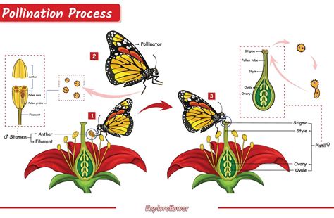 The process of pollinating plants by butterflies in 2025 | Pollination, Vector flowers, Flower ...