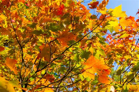 Shenandoah Gem: A Guide to Hiking the White Oak Canyon Trail