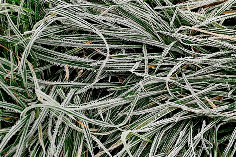 Grass Seed Germination Winter at Sandra Santos blog