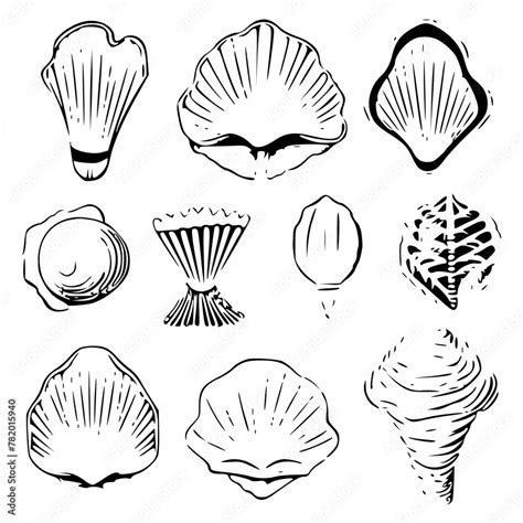 Seashells svg, Seashell svg file, Ocean svg, Marine, Clipart, Seashell ...