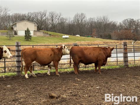 8) 7&8 YO Red Angus Cross Breds (BID PER HEAD) BigIron Auctions
