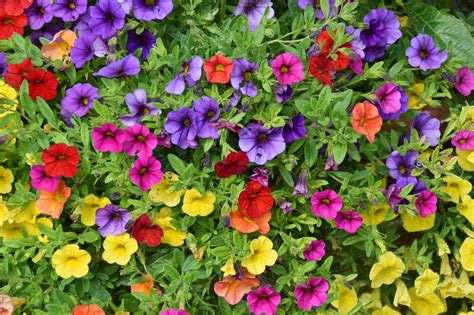7 Plants That Attract Hummingbirds - A-Z Animals