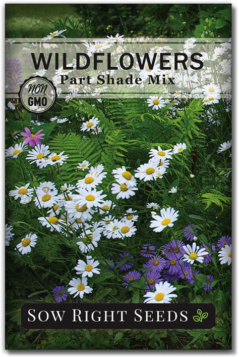 Amazon.com : Sow Right Seeds - Wildflowers Seeds Mix for Planting in ...
