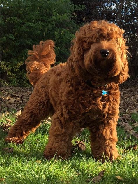 Image result for Cockapoo Spaniel