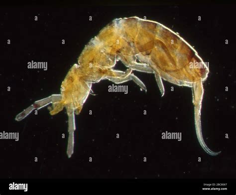 Image result for Spring Tails Bugs Under Microscope