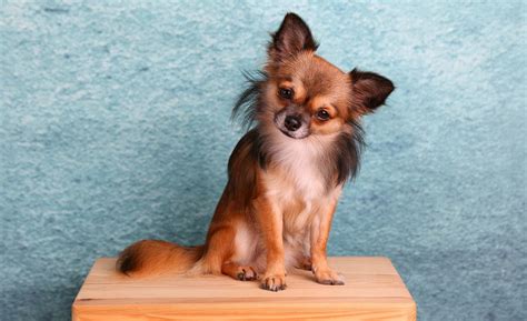 Chihuahua – A Petter Life