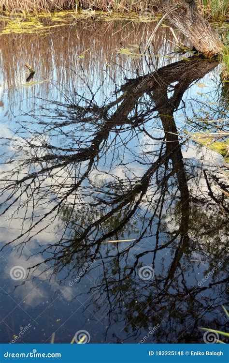 Image result for Spring Pond Reflection