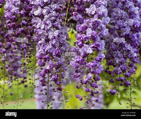 Wisteria Floribunda 'Violacea Plena' climbing vine in bloom Stock Photo ...