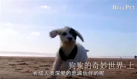 《狗狗的疯狂假期》终极预告海报双发 中国区小代言人全面开选