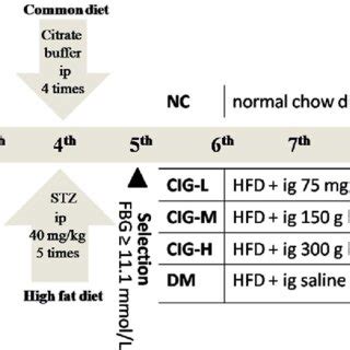 Image result for HepG2 Intraperitoneal Injection