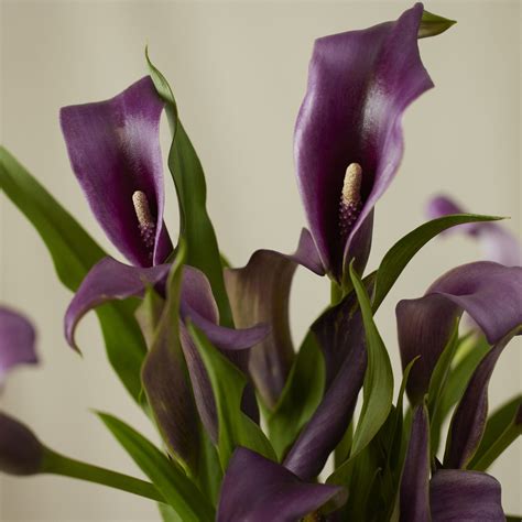 Calla Lily 101: How to Care for Calla Lillies | Bloomscape