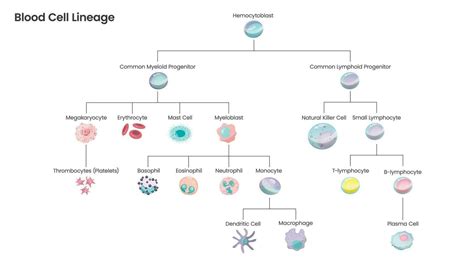 Image result for Lymphocyte Lineage Tree