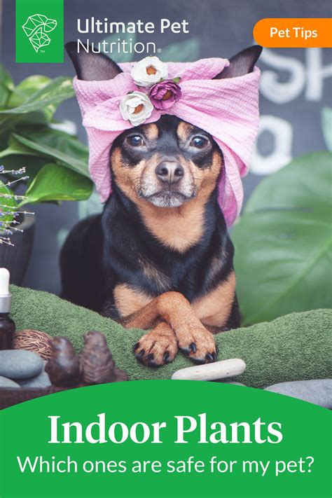 Dangerous Plants: Is Aloe Poisonous to Dogs? - Ultimate Pet Nutrition | Pets, Funny animals ...