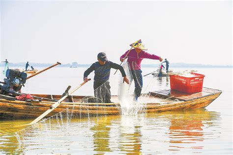 大量收鱼市场,大量收购各种淡水鱼,淡水鱼批发收购网_大山谷图库