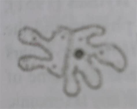 AmoebaParameciumFig. 2.3: Protozoa label both this - Brainly.in