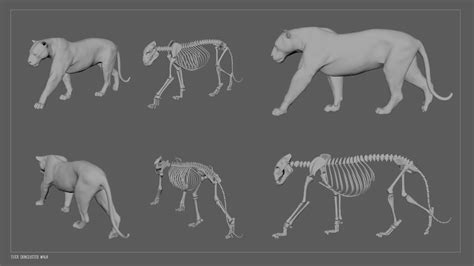 Tiger Walk Cycle Tutorial 的图像结果