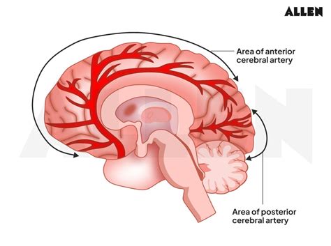 Corpus Callosum: Anatomy, Diagram, Corpus Callosum Function