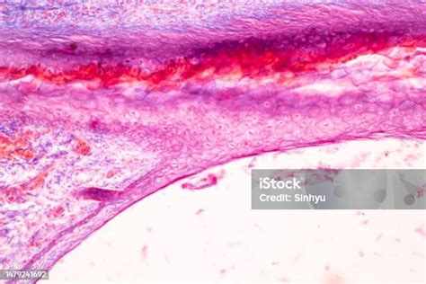 Image result for Finger Under Microscope