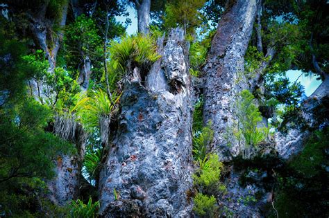 Image result for Biggest Kauri Tree