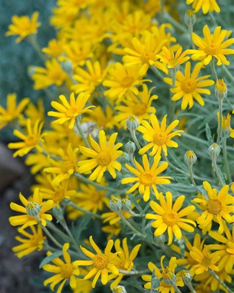 Oregon sunshine, Eriophyllum lanatum, loves sand and sun! | Fall plants ...