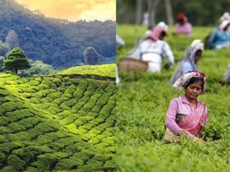 चहाप्रेमींनो! येणाऱ्या सुट्टीत द्या चहामळ्यांना भेट; जाणून घ्या खास ...