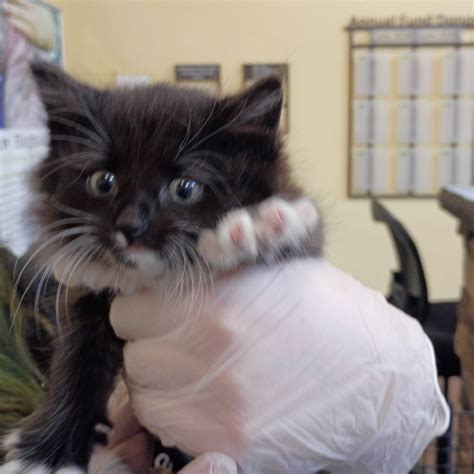 Michaels Lynchburg Va