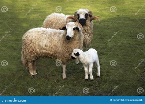 Domestic Sheep Royalty-Free Stock Image | CartoonDealer.com #15634780