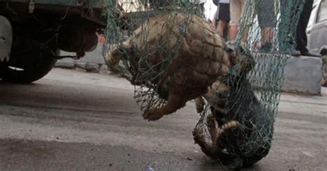 कुत्ते को जाल में फंसाकर बेरहमी से पीटने का वीडियो आया सामने, इन्हें ...