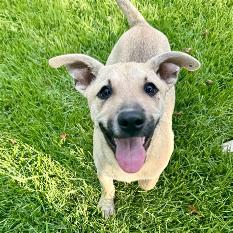 Animal Shelters in Plano, TX - Find Paw Pal