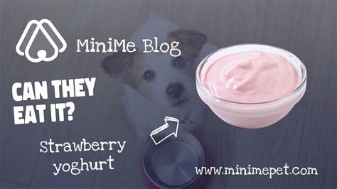 Are Strawberry Yogurt Good For Dogs at Blake Sadlier blog