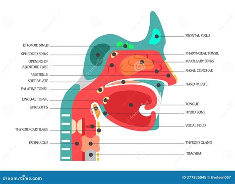 Anatomy Of Nose And Paranasal Sinuses PPT Anatomy Of Nose And