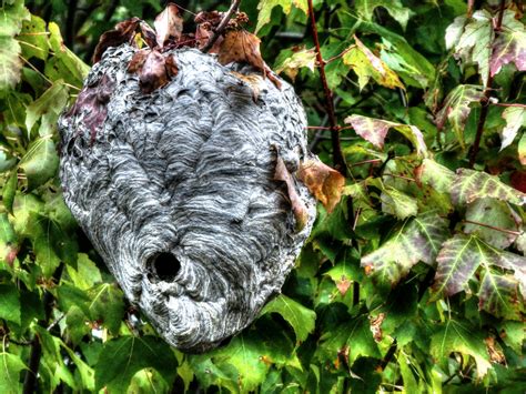 Wasp Nest Free Stock Photo - Public Domain Pictures