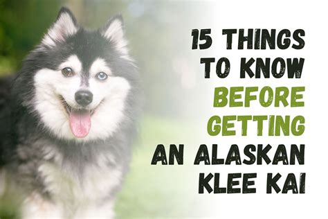 Alaskan Klee Kai Toy Full Grown