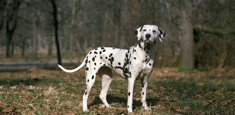 Black And White Spotted Dog Breeds