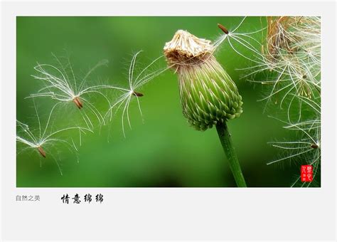 【情意绵绵摄影图片】武汉-后襄河公园生态摄影_太平洋电脑网摄影部落