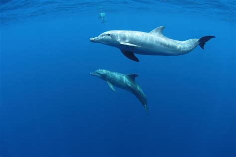 Mammals: Definition, Photos, and Characteristics