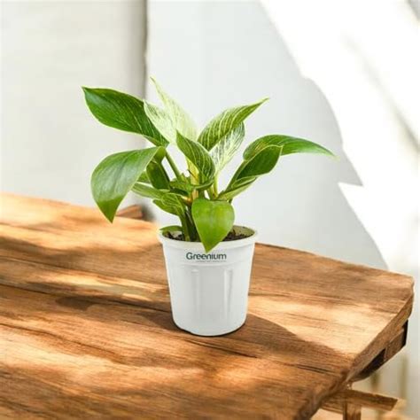Philodendron Birkin – Rare Indoor Plant with Striking White Variegation ...